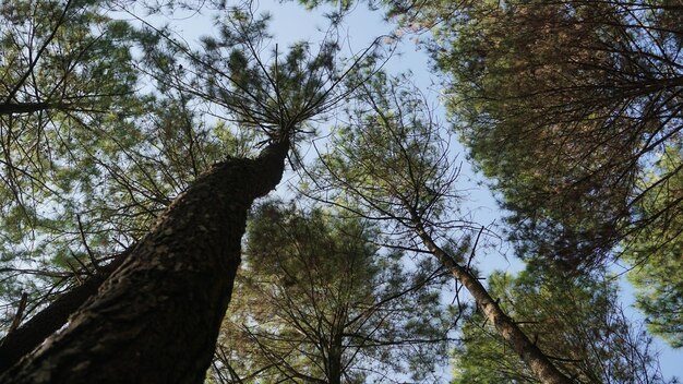 pinos en el valle de la montaña