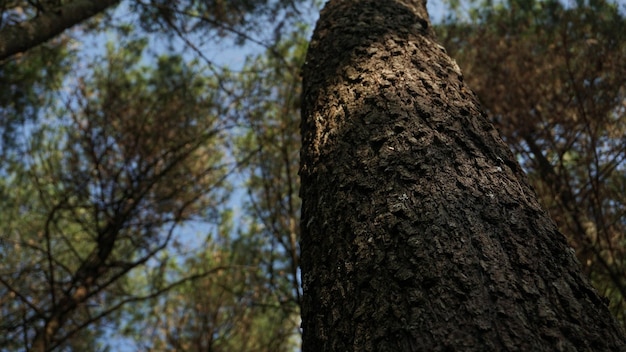 pinos en el valle de la montaña