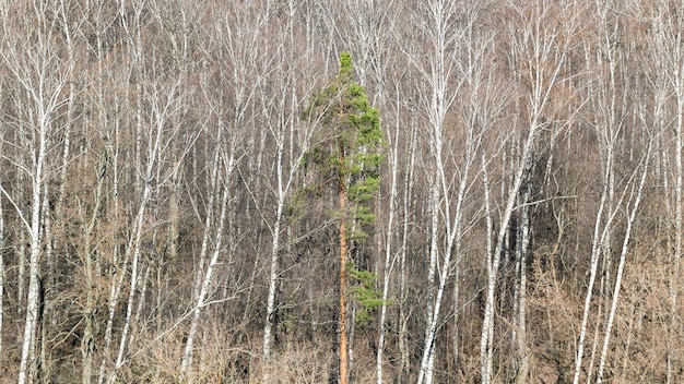 Pinos verdes entre abedules desnudos en el bosque