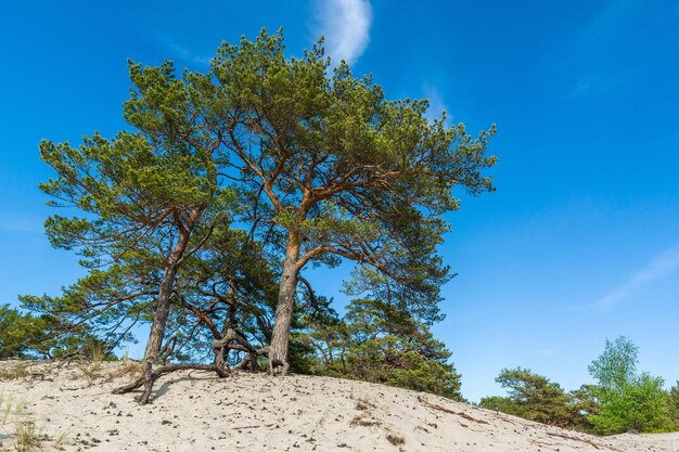 Foto pinos verdes brillantes contra las dunas del cielo azul y la costa báltica de arena de polonia