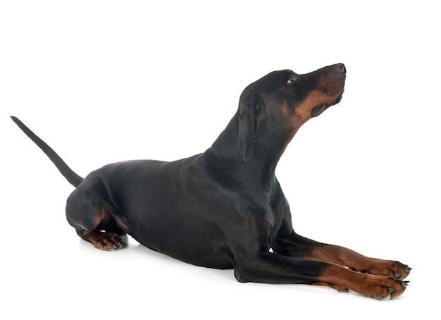 Pinscher doberman