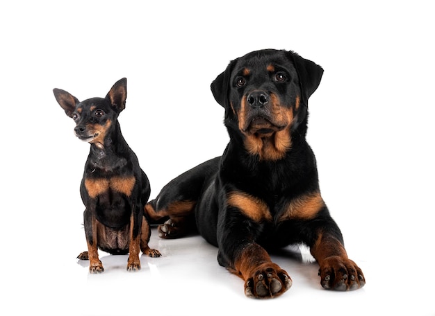 Pinscher e rottweiler em miniatura na frente do fundo branco