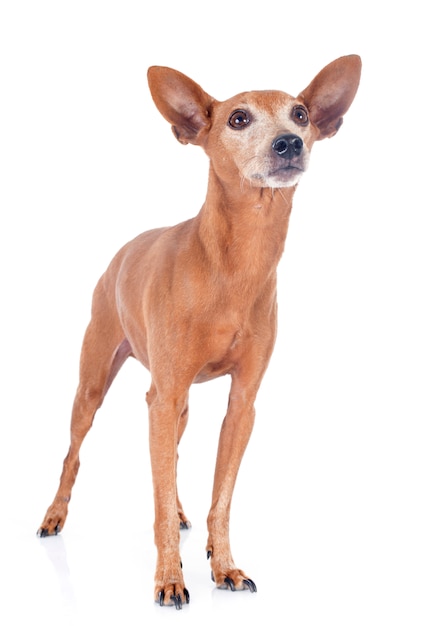 pinscher em miniatura