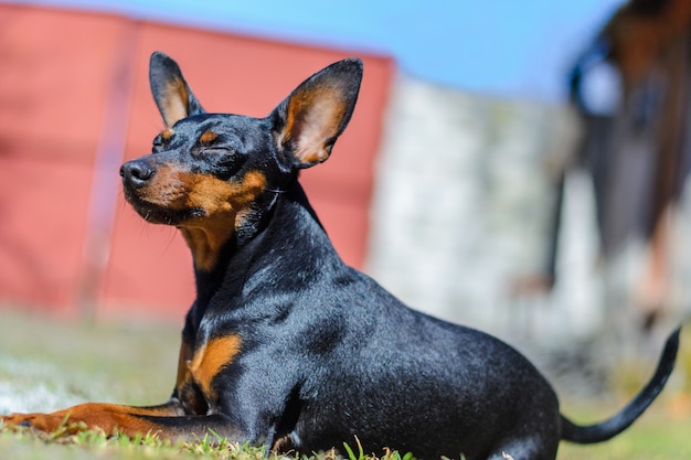 Pinscher enano en verano en la hierba verde