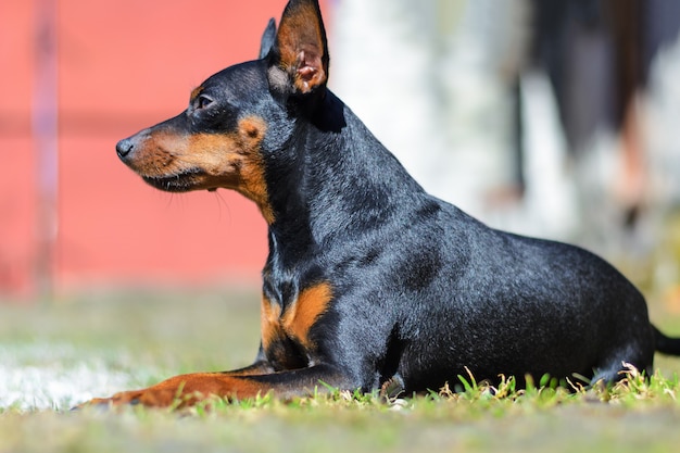 Pinscher enano en verano en la hierba verde