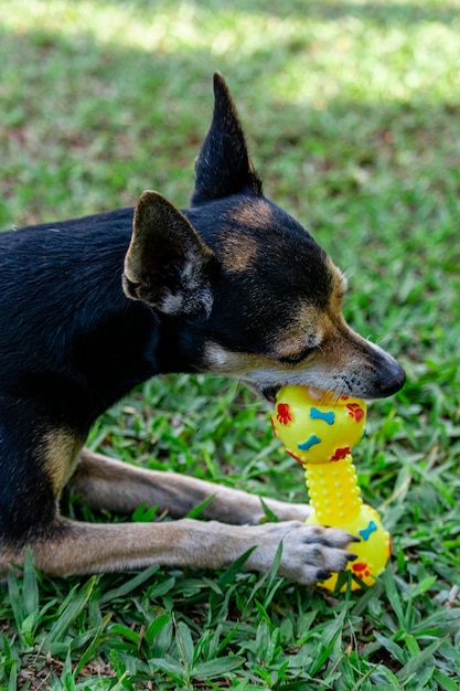Pinscher Hund, der auf Gras beißendem Spielzeug liegt