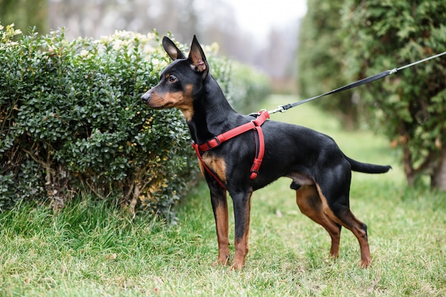 Pinscher miniatura, cão, ficar, capim