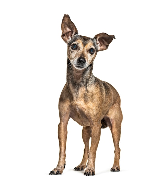 Pinscher miniatura de pé antigo grisalho isolado em branco