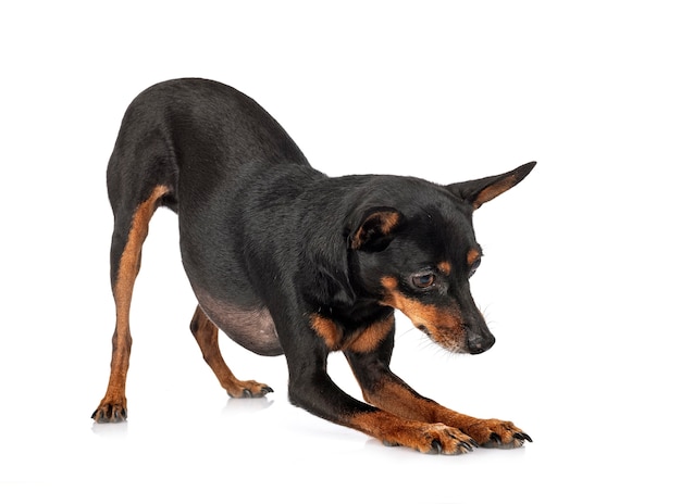 Pinscher miniatura, delante de un fondo blanco