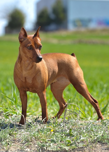 Pinscher miniatura marrom na grama no campo