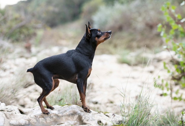 Pinscher miniatura na natureza