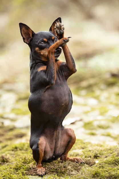 Pinscher miniatura na natureza