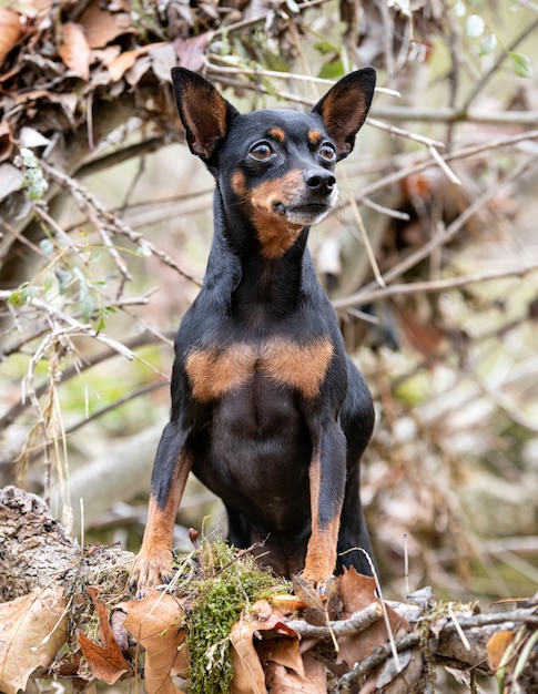 Pinscher miniatura en la naturaleza