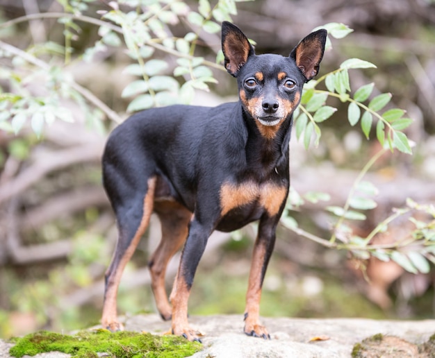 Pinscher miniatura en la naturaleza