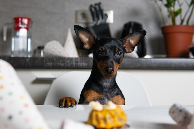 Pinscher miniatura de perro cortado sentado junto a la mesa y comiendo pastel casero. Concepto de celebrar la fiesta de cumpleaños de la mascota