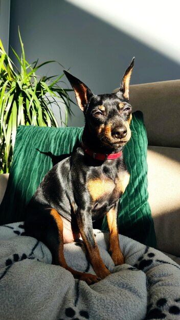 Pinscher miniatura preto e castanho sentado no sofá ao sol e semicerrando os olhos