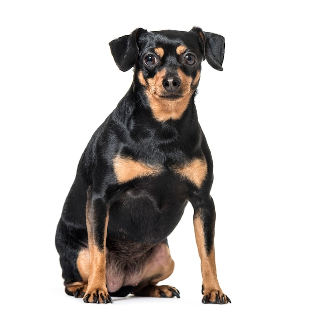 Pinscher miniatura preto e marrom isolado no branco