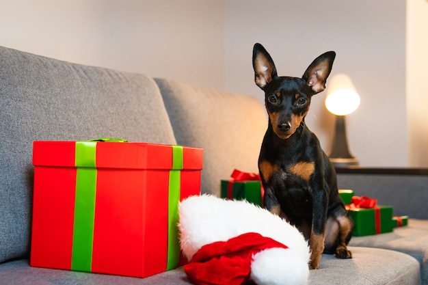 Pinscher miniatura preto e tunado no sofá Presente e caixa de presente embrulhada em papel verde em volta do animal de estimação