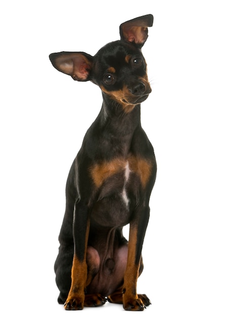 Pinscher miniatura sentado em frente a uma parede branca