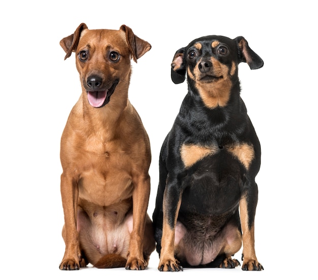 Pinscher miniatura sentados juntos