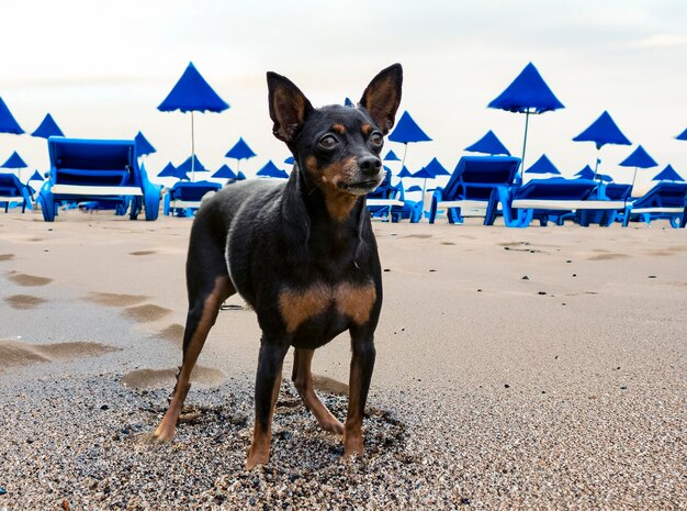 Foto pinscher en miniatura en el verano