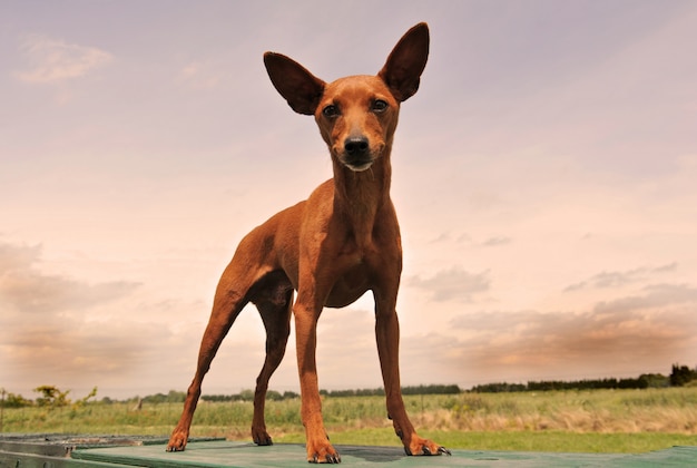 Pinscher miniatura