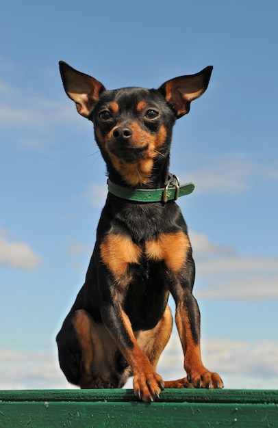 Pinscher miniatura