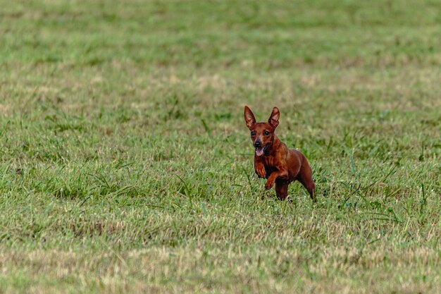 Pinscher perro corriendo y persiguiendo el señuelo de curso en el campo