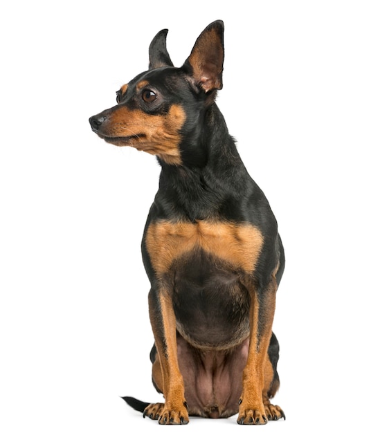 Pinscher sitzt vor einer weißen Wand