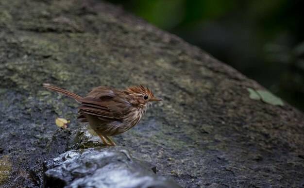 Pinstriped Tit Babbler Macronus gularis peludo de pie sobre una roca en el parque