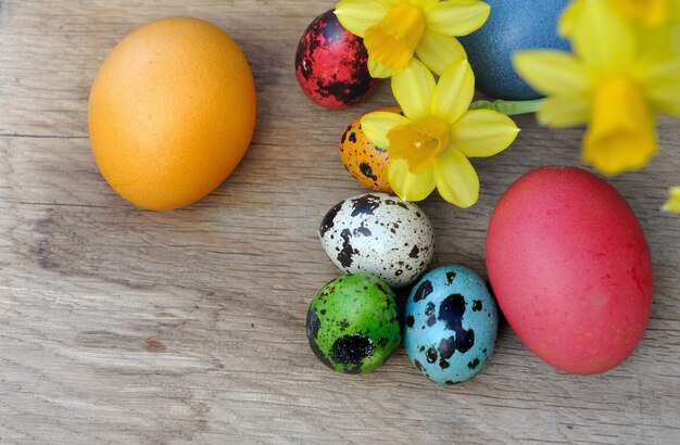 Pintado de huevos de Pascua y narcisos sobre fondo de madera