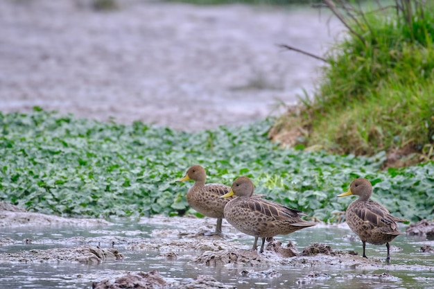 Pintail de bico amarelo Anas georgica