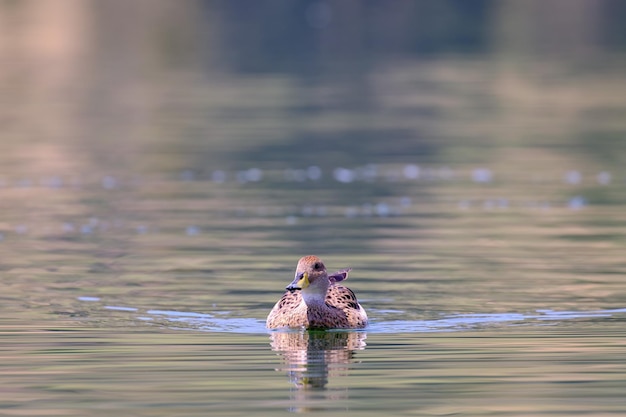 Pintail de bico amarelo Anas georgica