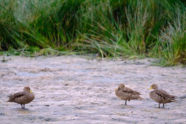 Pintail pico amarillo Anas georgica