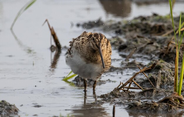 Pintailed Snipe, die mit Wasser auf dem Boden steht