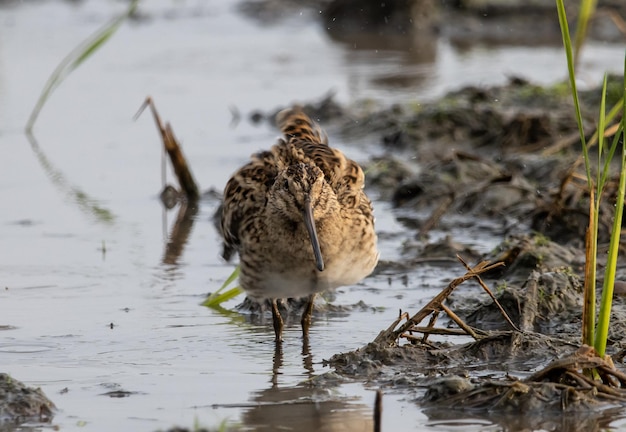 Pintailed Snipe de pie en el suelo con agua