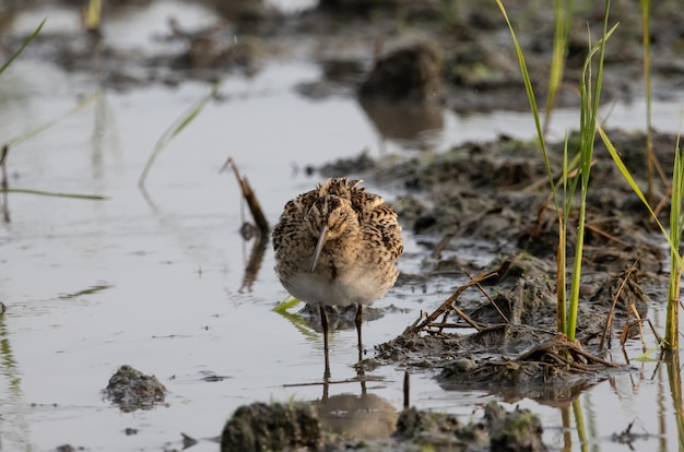 Pintailed Snipe de pie en el suelo con agua