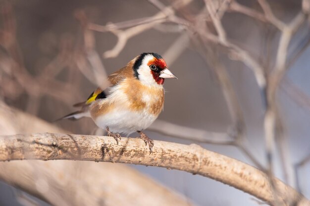 Pintassilgo Carduelis carduelis empoleirado em poleiro de madeira com fundo natural desfocado