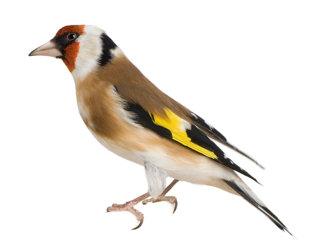 Pintassilgo, Carduelis carduelis, empoleirado isolado