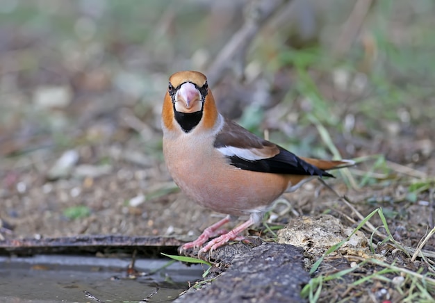 Pintassilgo de perto incomum (Coccothraustes coccothraustes).