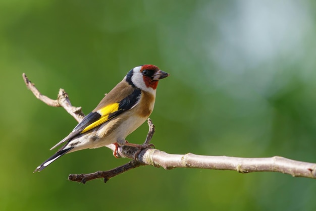 Pintassilgo europeu Carduelis carduelis em um ramo República Checa