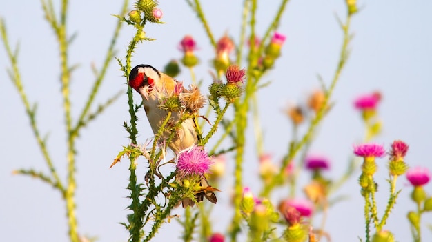 Pintassilgo europeu Carduelis carduelis No início da manhã o pássaro senta-se na haste do Carduus