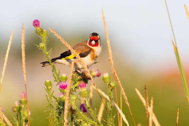 Pintassilgo europeu Carduelis carduelis No início da manhã o pássaro senta-se no caule do Carduus e come as sementes O sol ilumina o modelo lindamente