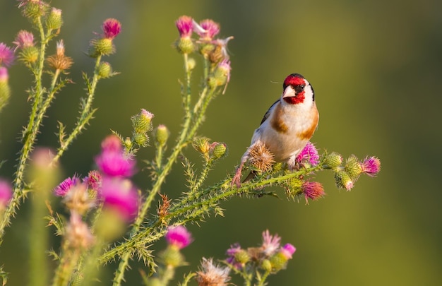 Pintassilgo europeu Carduelis carduelis O pássaro senta-se no caule do Carduus e come as sementes