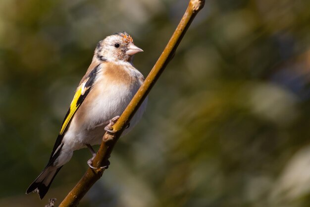 Pintassilgo europeu Carduelis carduelis Um pássaro senta-se em um galho de árvore em um fundo desfocado