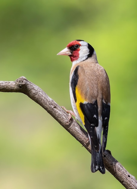 Pintassilgo europeu Carduelis carduelis Um pássaro senta-se em um galho em um belo fundo verde