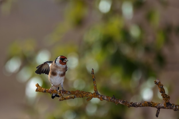 Pintassilgo europeu. (Carduelis carduelis).