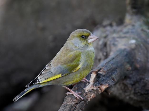 Pintassilgo europeu Chloris chloris