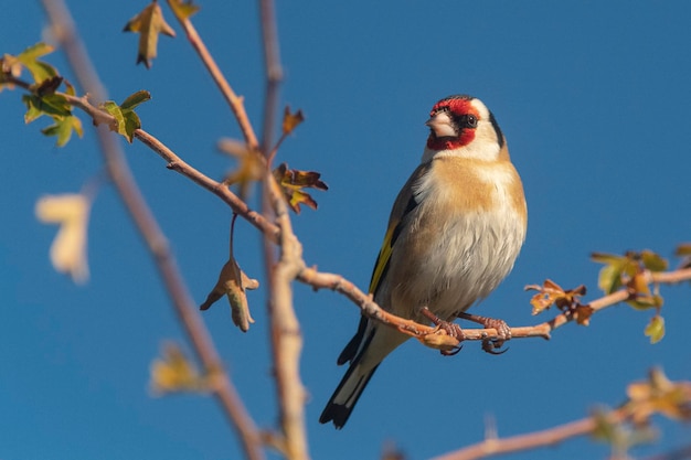 Pintassilgo europeu ou pintassilgo carduelis carduelis málaga espanha