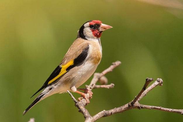 Pintassilgo europeu ou pintassilgo Carduelis carduelis Málaga Espanha